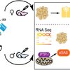 Peptide Anti Obesity 2.0