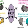 Protein Phosphorylation