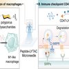 Delivery of Peptide-LYTAC
