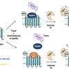 Peptide Galanin Binding