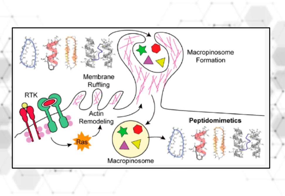 Peptidomimetic Uptake