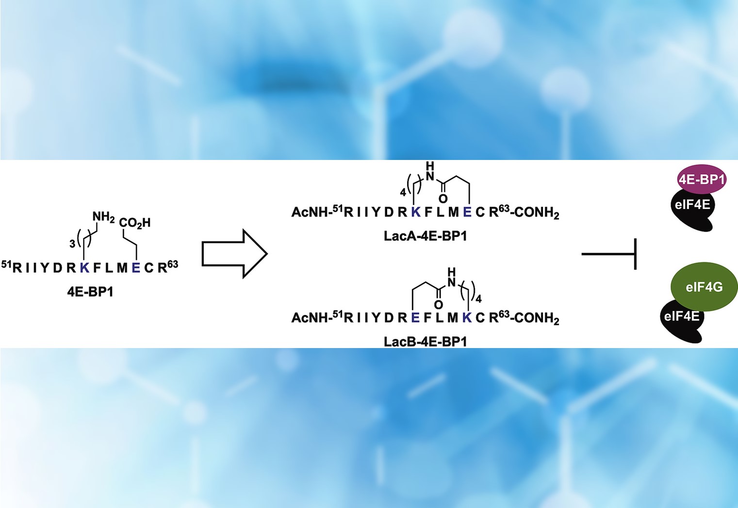 Stapled Peptide