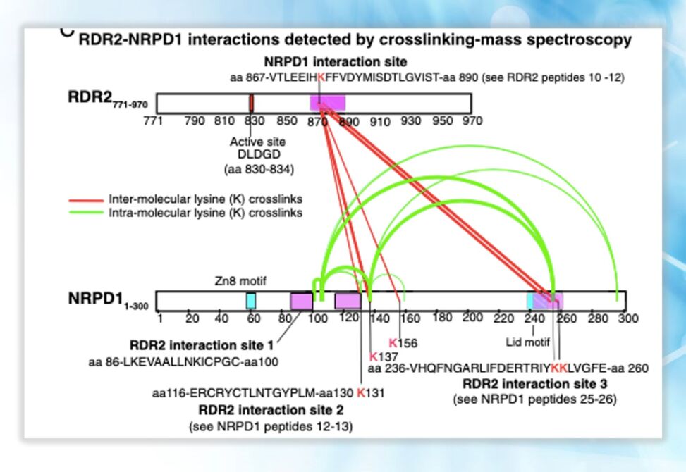 Protein Interactions