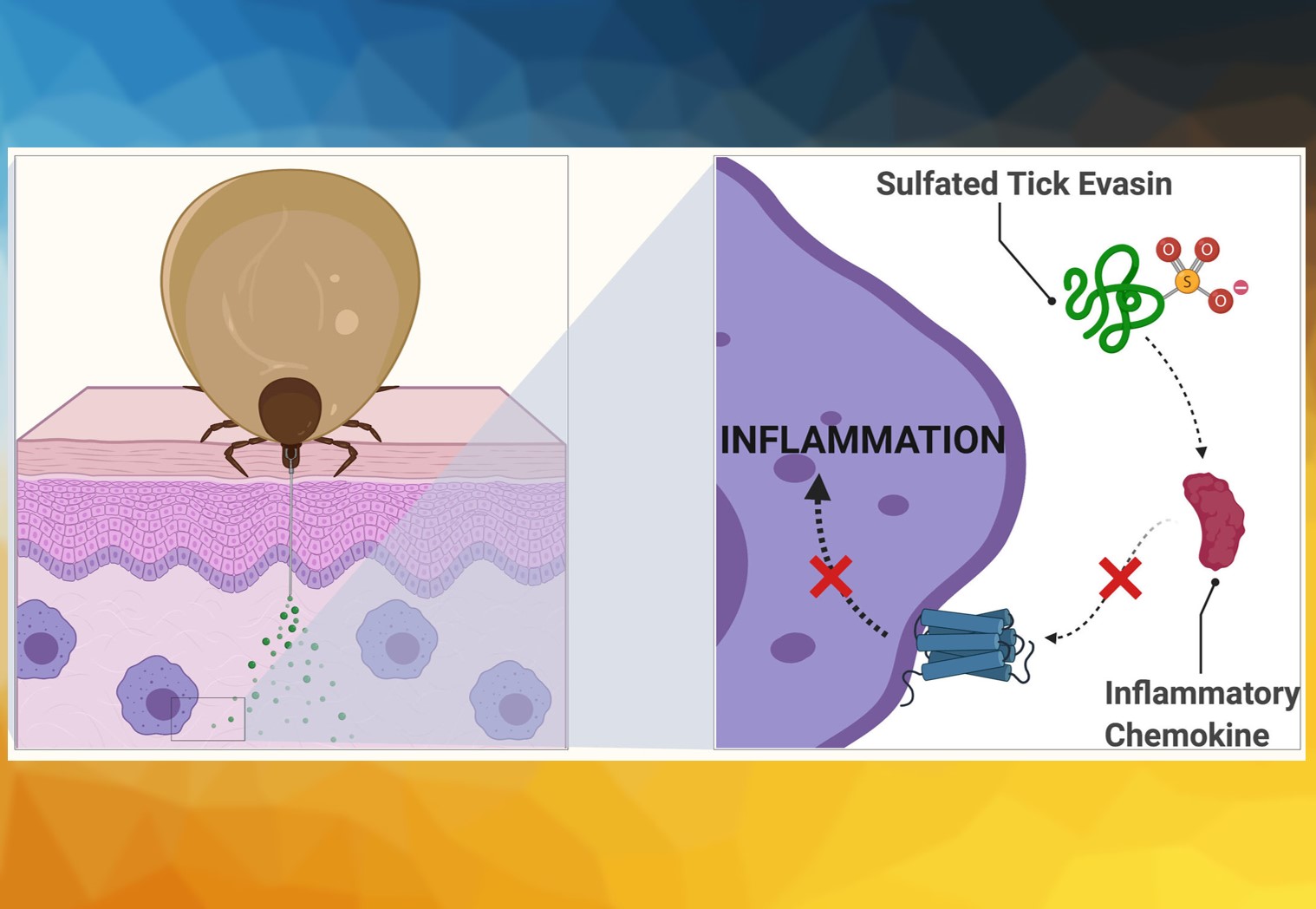 Tyrosine Sulfation