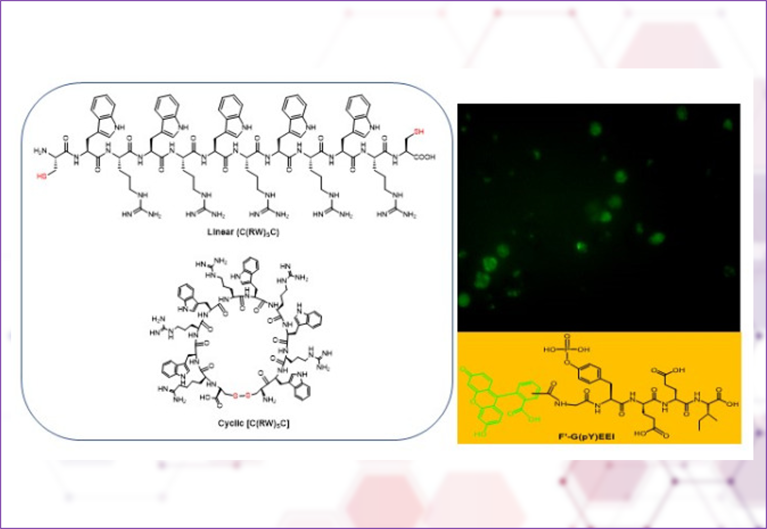 Molecular Transporters