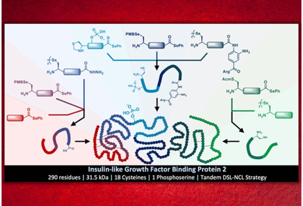 Protein Synthesis