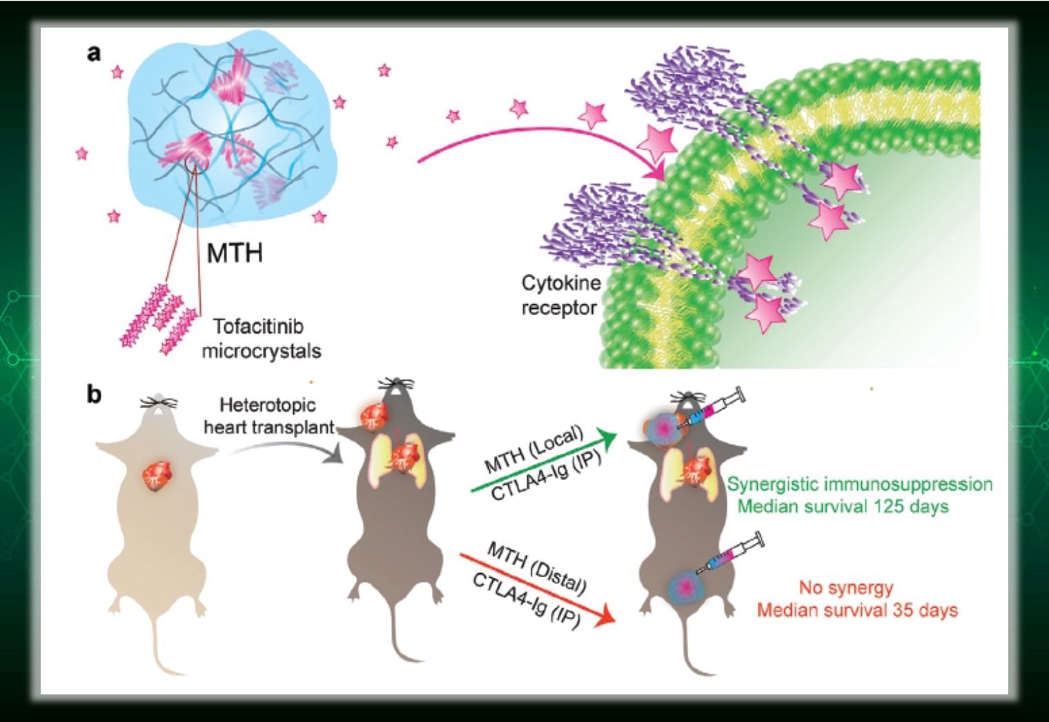 Peptide Hydrogels