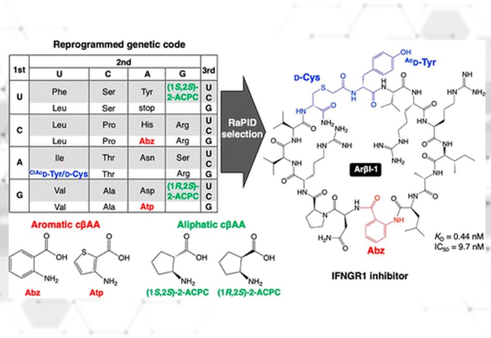 Ribosomal synthesis