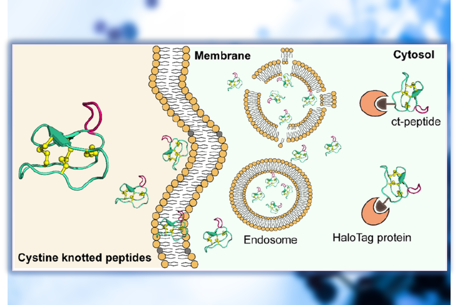 Cyclotide Uptake