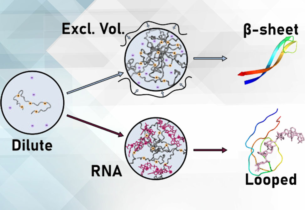 Biomolecular Condensates