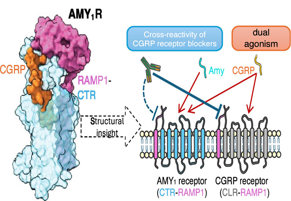 CGRP-Responsive Receptor