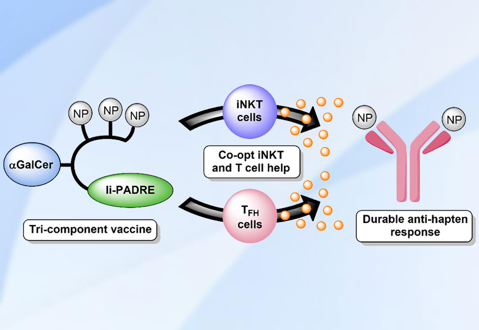 Antihapten Antibodies