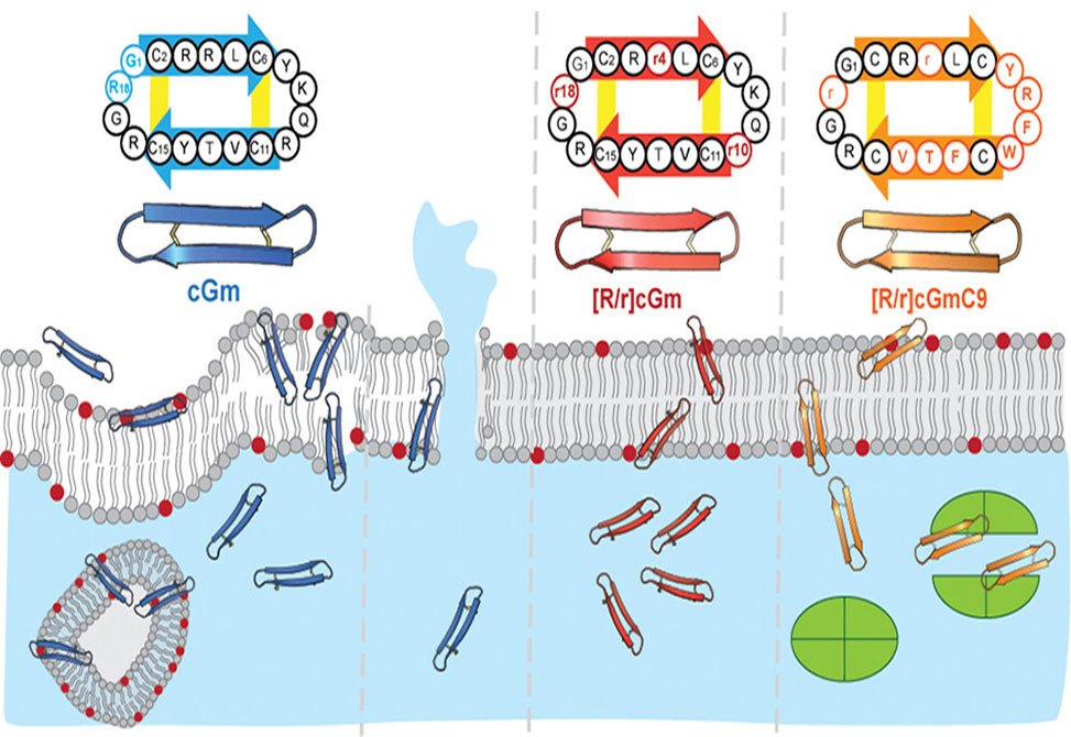 Molecular Scaffolds