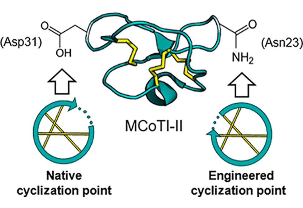 Cyclotide Production