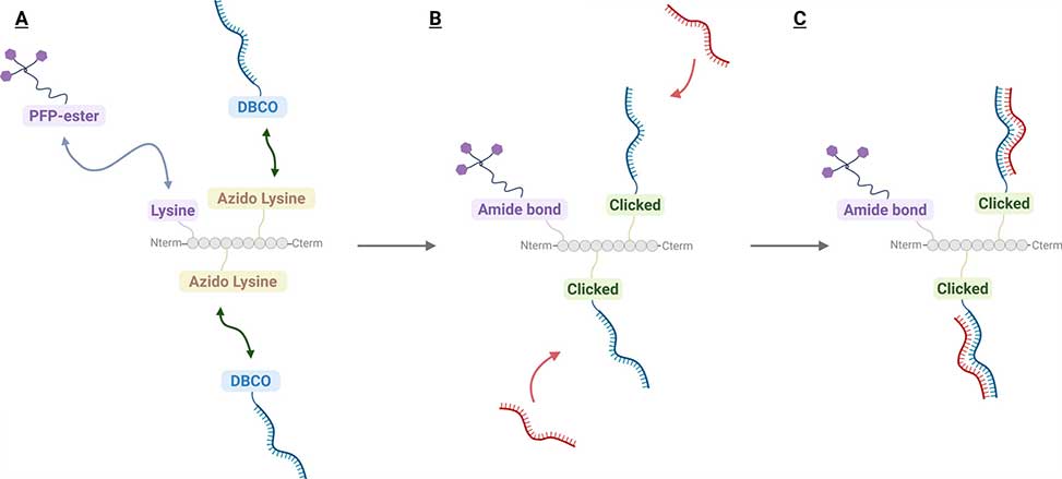 Efficient siRNA Delivery - Image 1