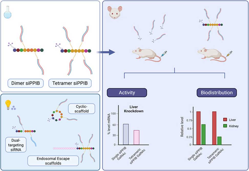Efficient siRNA Delivery