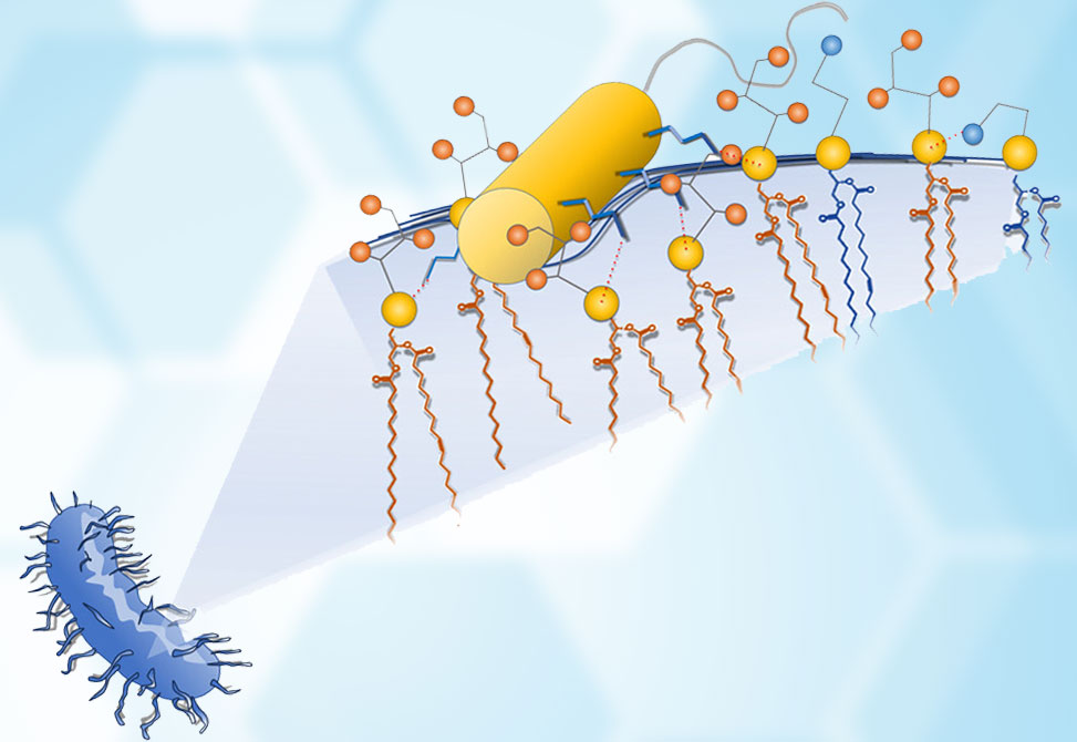 Antimicrobial Peptide - Image 1