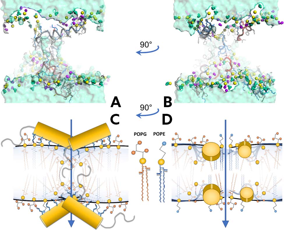 Antimicrobial Peptide - Image 2