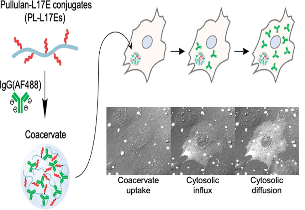Intracellular Antibodies