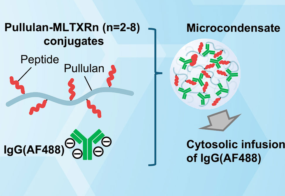 Intracellular Targeting