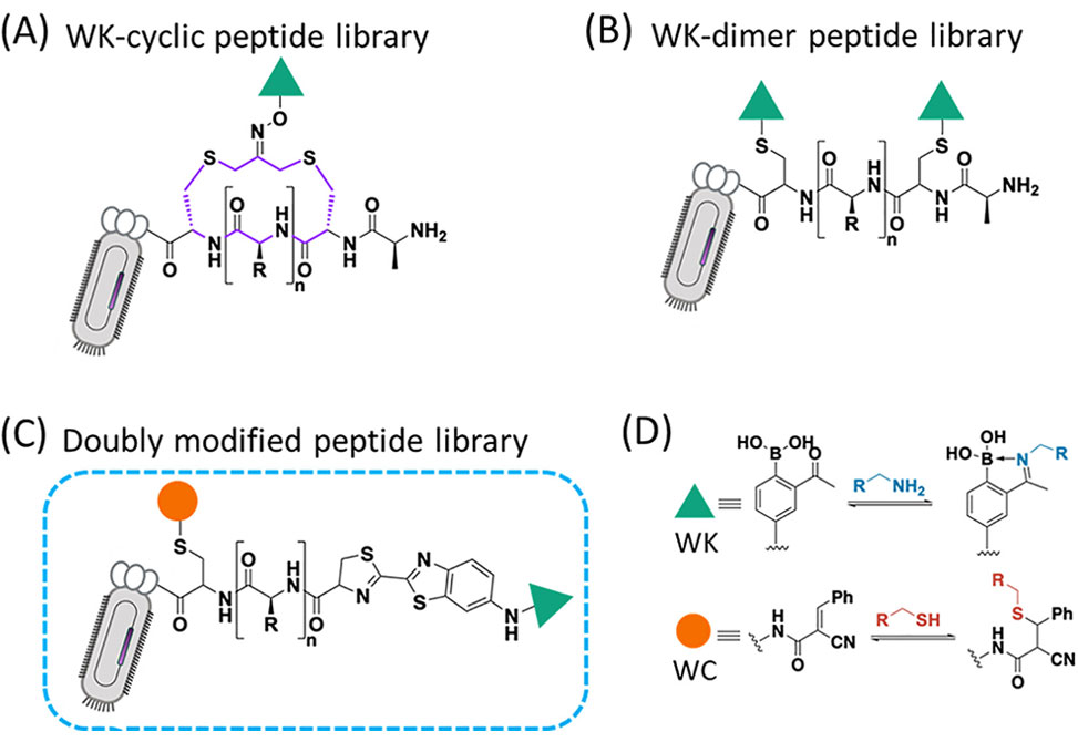 Reversible Covalent Warheads