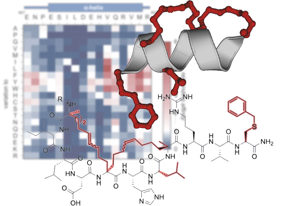 Bicyclic Helical Peptides