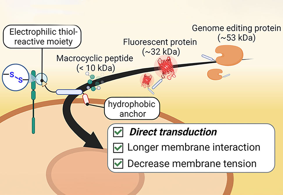 Cytosolic Delivery of Functional Cargoes
