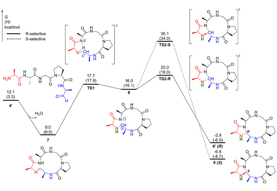 Mechanistic Studies of CyClick Chemistry