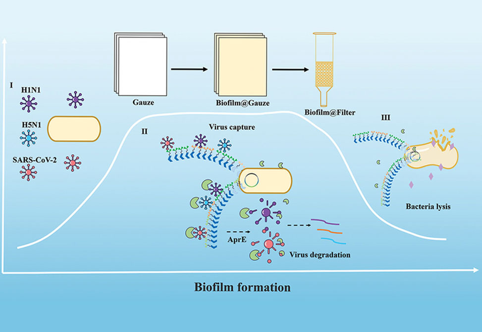 Virus Disinfection