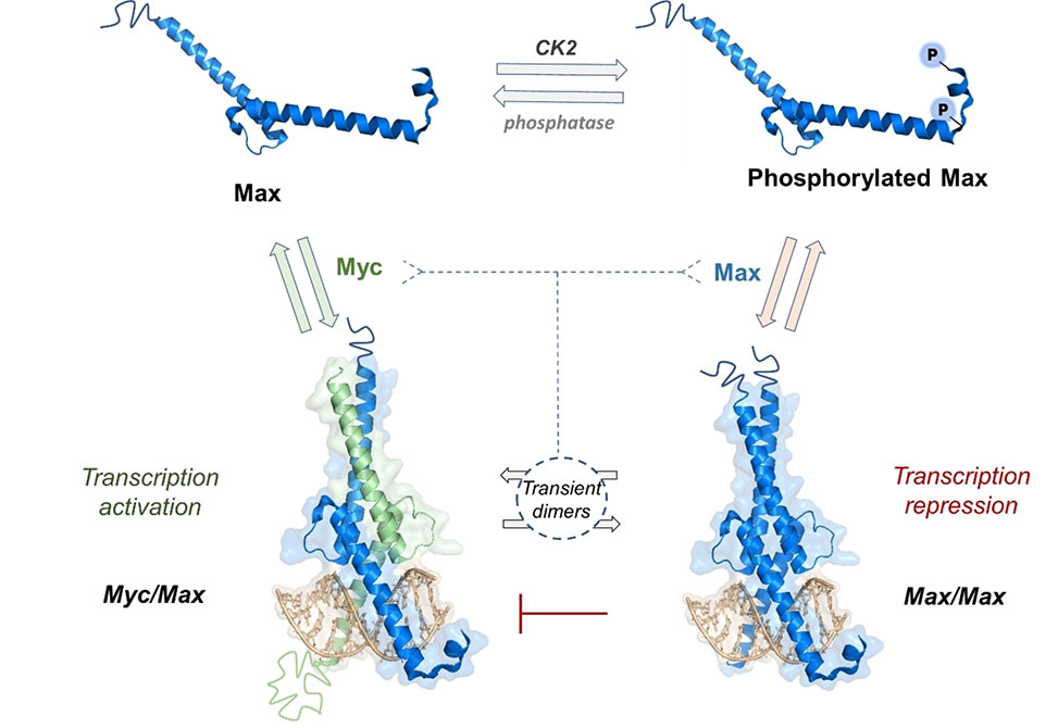 Max Phosphorylation