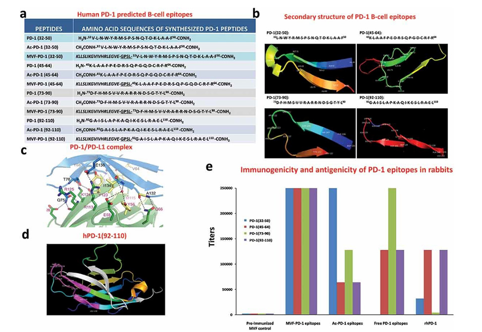 B-cell Epitope