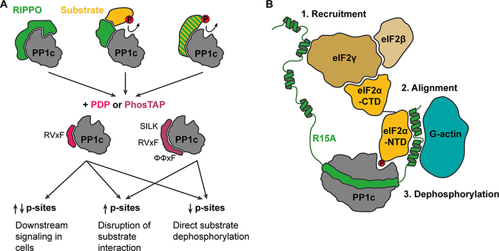 Protein Phosphorylation - Image 1