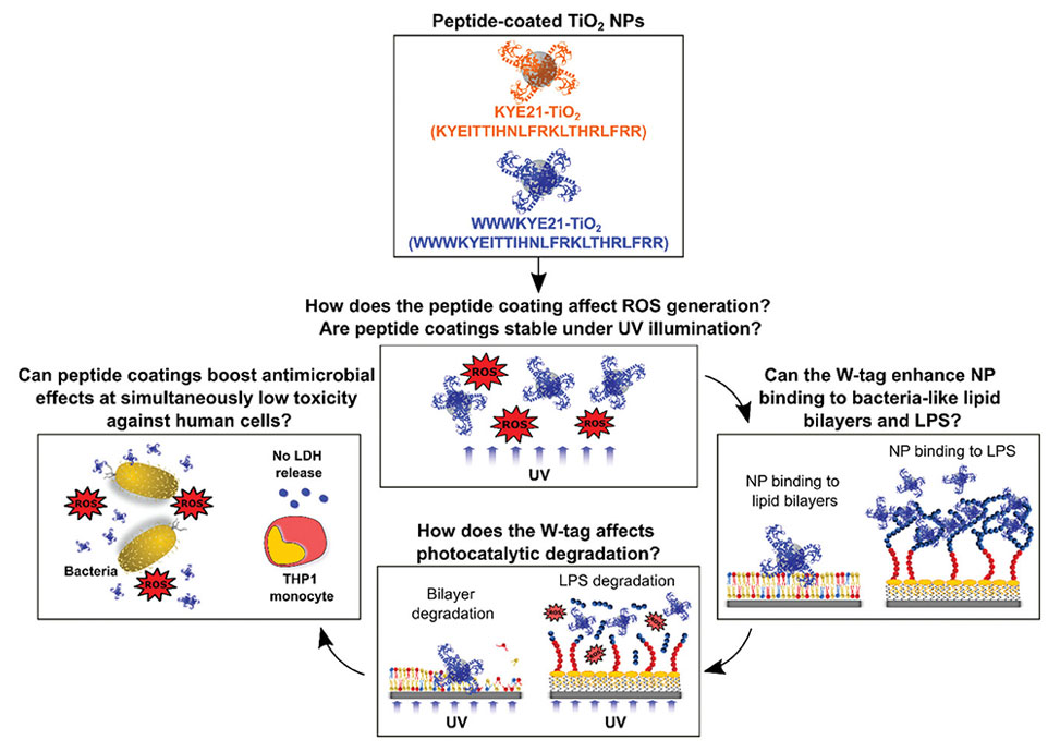 Antimicrobial Peptides