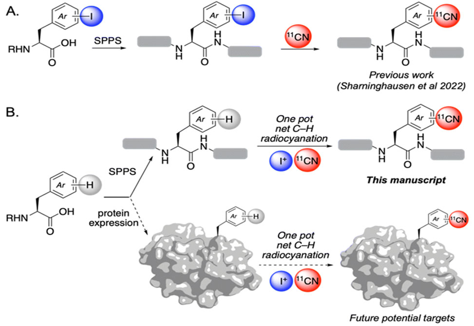 C–H Radiocyanation