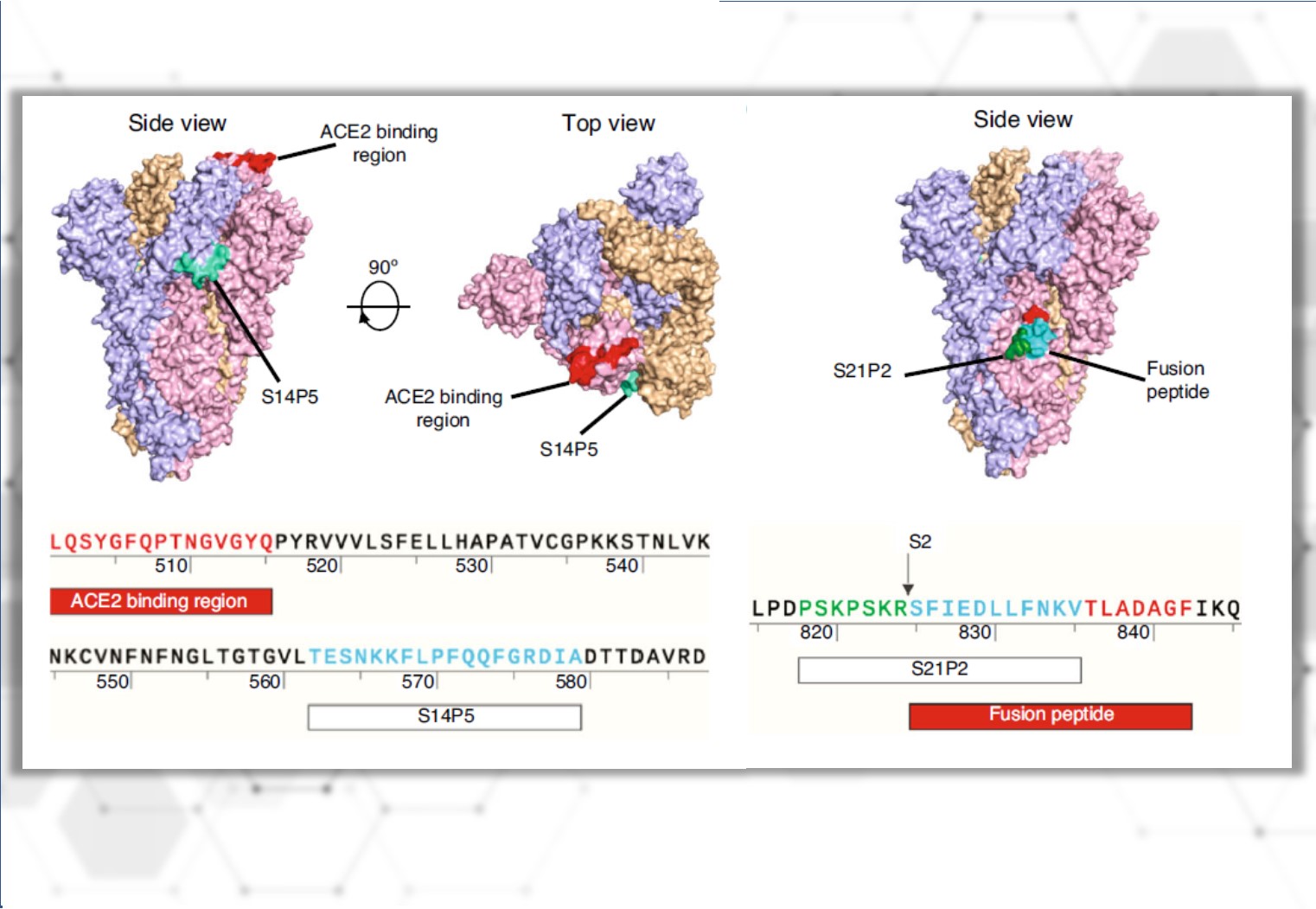 Mapping SARS-CoV-2