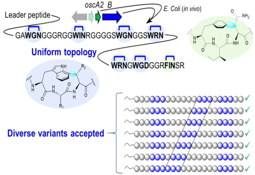 Triceptide Biocatalysts