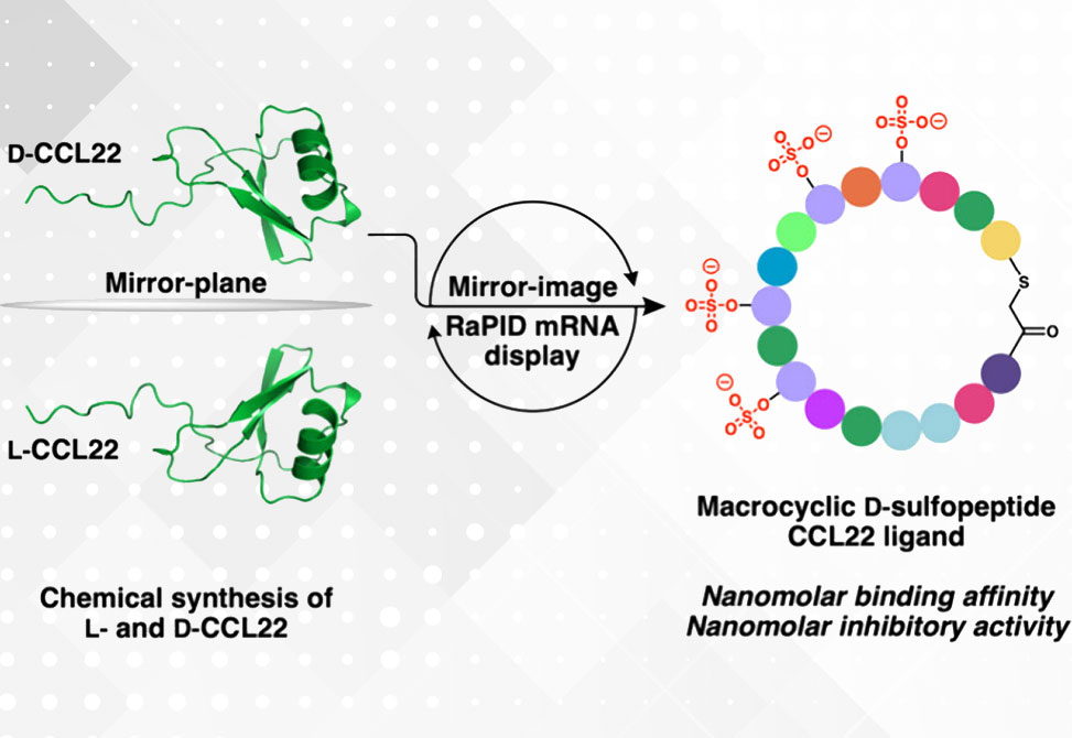 Mirror-Image mRNA