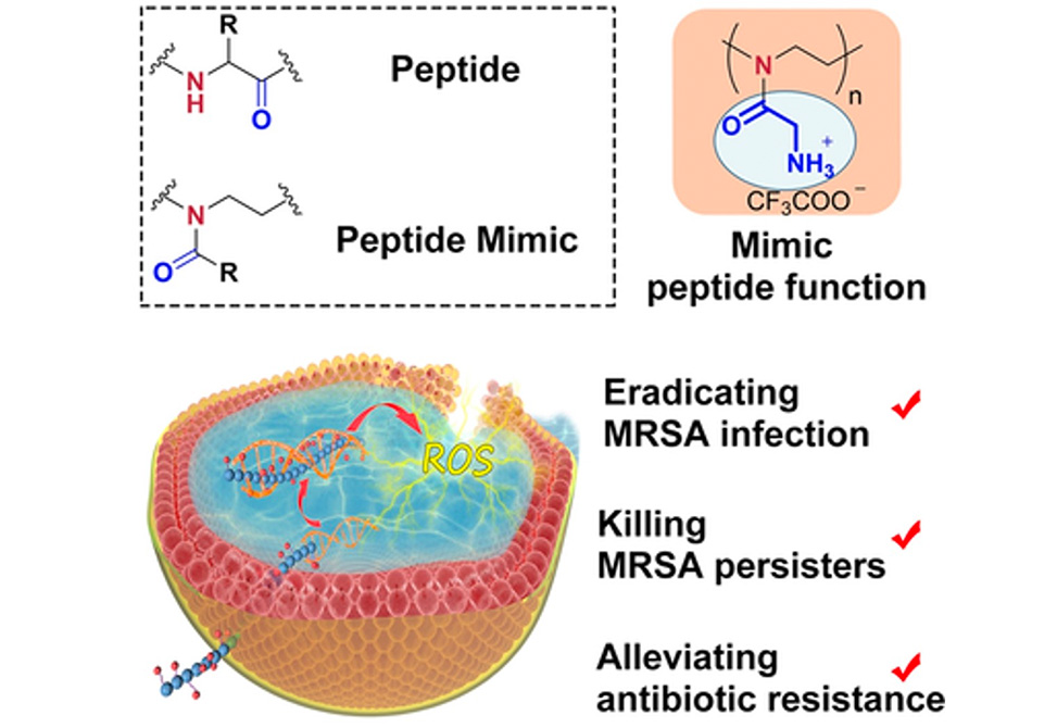 Peptide Mimics