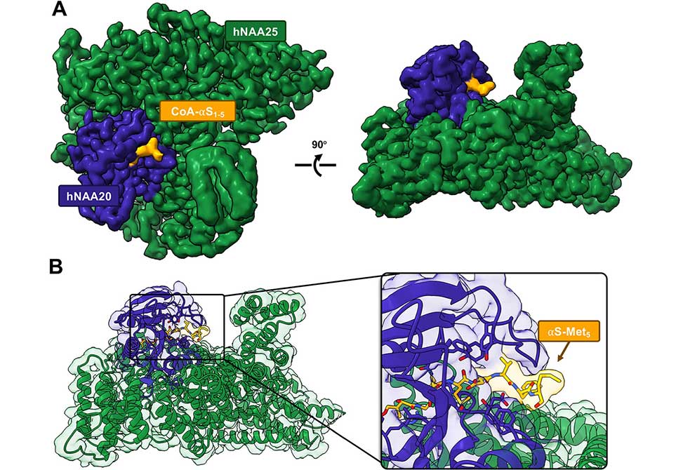N-Terminal Acetylation