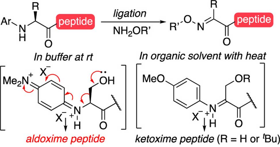 Oxidative Peptide Coupling - Image 1