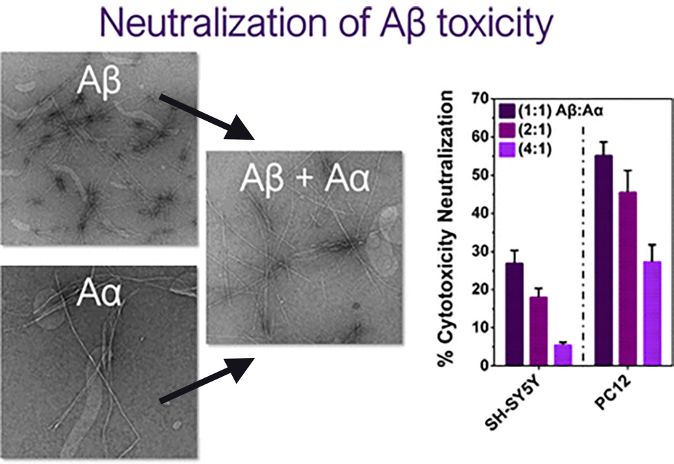 Alzheimer’s Amyloid-β