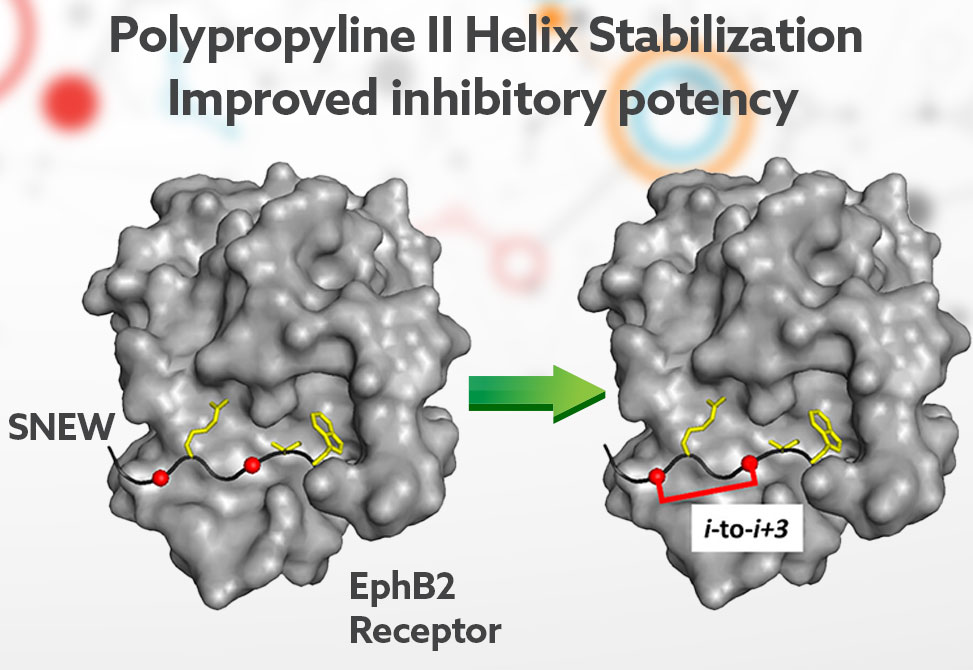 Ephrin Receptors