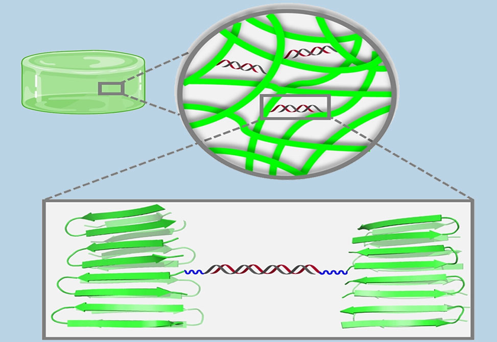 Peptide Gels