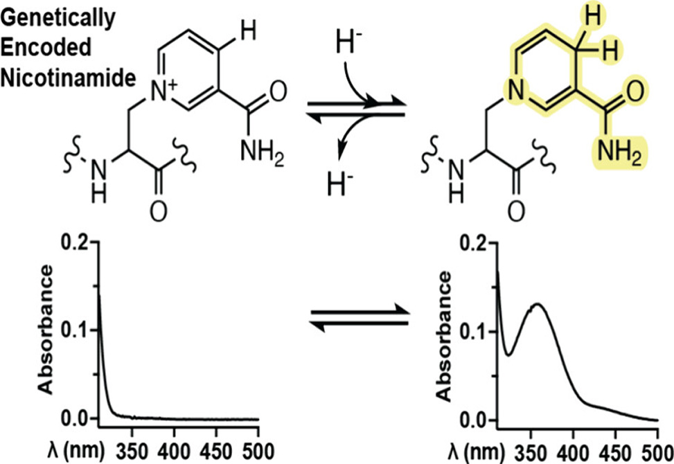 Genetical Encoding