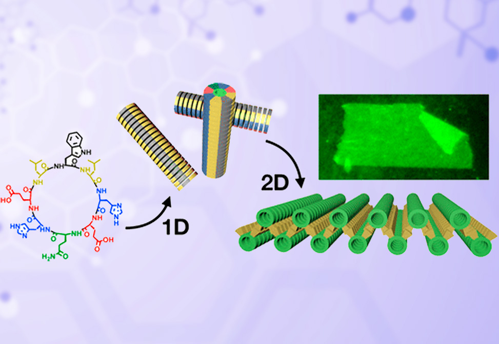 Peptide Self Assembly