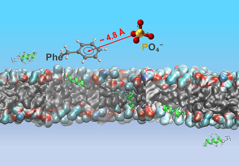 Peptide Permeation
