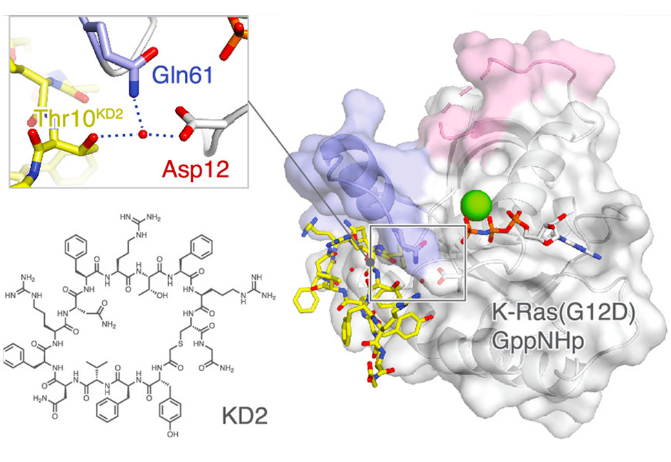 Cyclic Peptide Ligands
