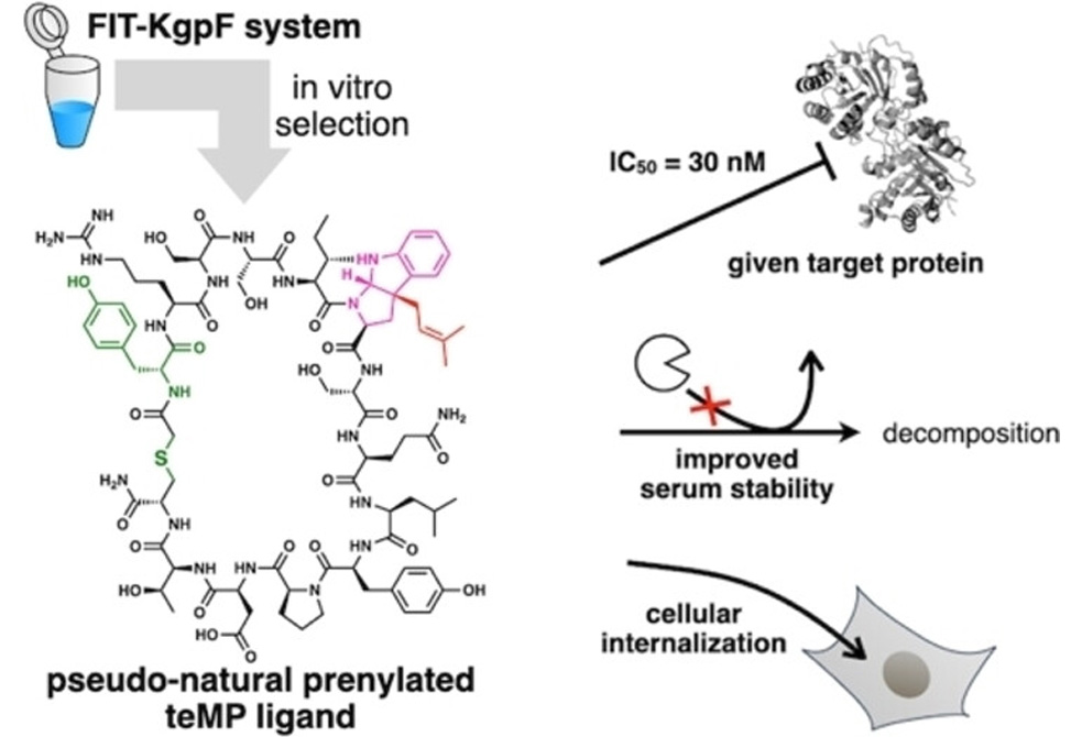 Macrocyclic Peptide Ligands