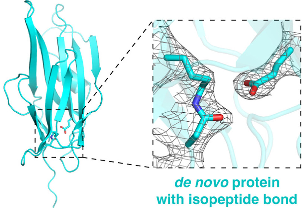 Protein Design
