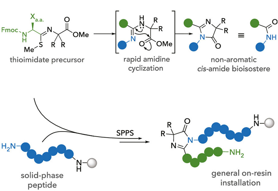 Peptide Imidazolones
